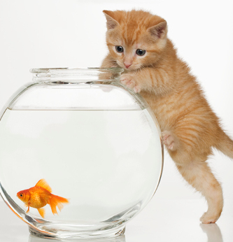 Kitten looking at a goldfish in a fishbowl