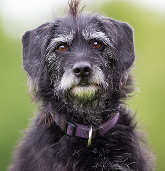 Black dog with a purple collar