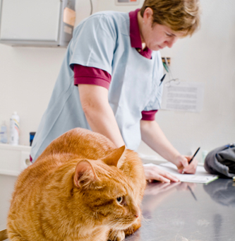 A cat with a veterinarian who is taking notes 