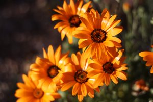 African-daisy-flowers-orange-300x200